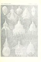 An illustration from Kunstformen der Natur (Tafel 31) (6197837550) (1904)