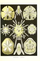 An illustration from Kunstformen der Natur (Tafel 30) (6197318031) (1904)