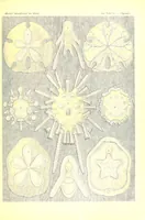 An illustration from Kunstformen der Natur (Tafel 30) (6197317893) (1904)