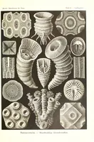 An illustration from Kunstformen der Natur (Tafel 29) (6197317745) (1904)