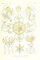 An illustration from Kunstformen der Natur (Tafel 57) (6197842582) (1904)