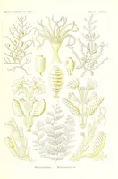 An illustration from Kunstformen der Natur (Tafel 25) (6197317051) (1904)