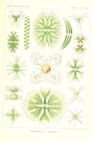 An illustration from Kunstformen der Natur (Tafel 24) (6197836342) (1904)