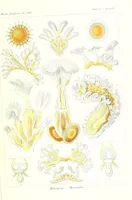 An illustration from Kunstformen der Natur (Tafel 40) BHL47388165 (1899)