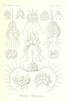 An illustration from Kunstformen der Natur (Tafel 22) (6197316693) (1904)