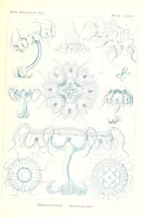 An illustration from Kunstformen der Natur (Tafel 81) BHL47388393 (1899)