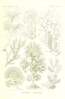 An illustration from Kunstformen der Natur (Tafel 15) (6197835198) (1904)