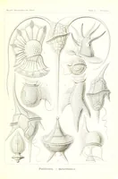 An illustration from Haeckel Ciliata (1904)
