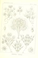 An illustration from Kunstformen der Natur (Tafel 13) (6197315587) (1904)