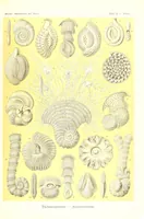 An illustration from Kunstformen der Natur (Tafel 12) (6197315463) (1904)