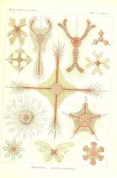 An illustration from Kunstformen der Natur (Tafel 11) (6197315325) (1904)