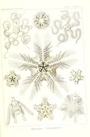 An illustration from Kunstformen der Natur (Tafel 10) (6197834510) (1904)
