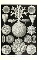 An illustration from Kunstformen der Natur (Tafel 9) (6197834362) (1904)