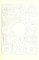 An illustration from Kunstformen der Natur (Tafel 9) (6197834210) (1904)