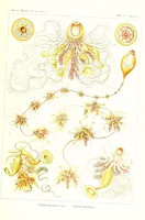 An illustration from Kunstformen der Natur (Tafel 7) (6197833898) (1904)