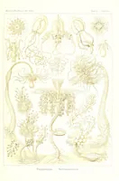 An illustration from Kunstformen der Natur (Tafel 6) (6197833788) (1904)