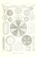 An illustration from Kunstformen der Natur (Tafel 4) (6197314075) (1904)