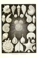 An illustration from Kunstformen der Natur (Tafel 2) (6197833068) (1904)