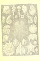 An illustration from Kunstformen der Natur (Tafel 55) BHL47388251 (1899)