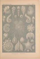 An illustration from Kunstformen der Natur (Tafel 2) BHL47388026 (1899)