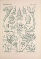 An illustration from Kunstformen der Natur (Tafel 3) BHL47388020 (1899)
