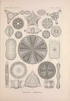 An illustration from Kunstformen der Natur (Tafel 4) BHL47388016 (1899)