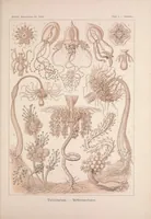 An illustration from Kunstformen der Natur (Tafel 6) BHL47388006 (1899)