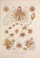 An illustration from Kunstformen der Natur (Tafel 40) (6197319683) (1904)