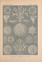 An illustration from Kunstformen der Natur (Tafel 9) BHL47387994 (1899)