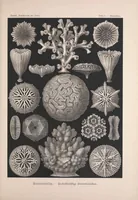 An illustration from Kunstformen der Natur (Tafel 9) BHL47387962 (1899)