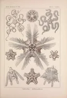 An illustration from Kunstformen der Natur (Tafel 10) BHL47387966 (1899)