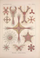 An illustration from Kunstformen der Natur (Tafel 75) (6197849598) (1904)