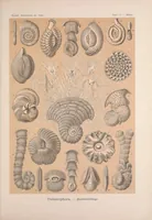 An illustration from Kunstformen der Natur (Tafel 12) BHL47387980 (1899)