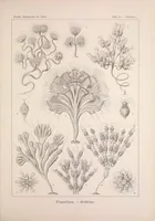 An illustration from Kunstformen der Natur (Tafel 13) BHL47387984 (1899)