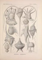 An illustration from Kunstformen der Natur (Tafel 97) (6197335165) (1904)