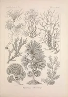 An illustration from Kunstformen der Natur (Tafel 19) (6197835748) (1904)