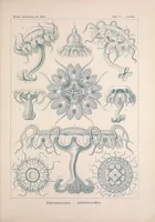 An illustration from Kunstformen der Natur (Tafel 18) BHL47388057 (1899)