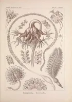 An illustration from Kunstformen der Natur (Tafel 73) (6197326485) (1904)