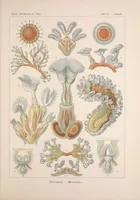 An illustration from Kunstformen der Natur (Tafel 23) BHL47388083 (1899)