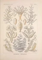 An illustration from Kunstformen der Natur (Tafel 25) BHL47388091 (1899)