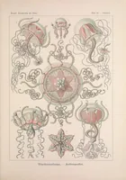 An illustration from Kunstformen der Natur (Tafel 26) BHL47388095 (1899)