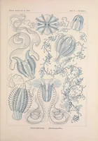 An illustration from Kunstformen der Natur (Tafel 27) BHL47388099 (1899)