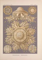 An illustration from Kunstformen der Natur (Tafel 28) BHL47388103 (1899)