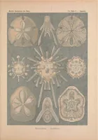 An illustration from Kunstformen der Natur (Tafel 30) BHL47388113 (1899)
