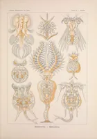 An illustration from Kunstformen der Natur (Tafel 2) (6197833068) (1904)