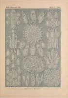 An illustration from Kunstformen der Natur (Tafel 33) BHL47388133 (1899)