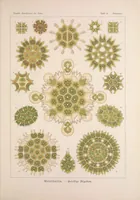 An illustration from Kunstformen der Natur (Tafel 34) BHL47388139 (1899)