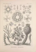 An illustration from Kunstformen der Natur (Tafel 35) BHL47388143 (1899)