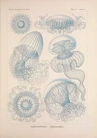 An illustration from Kunstformen der Natur cover (1899)
