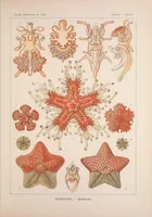 An illustration from Kunstformen der Natur (Tafel 40) BHL47388165 (1899)